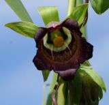 Codonopsis ussuriensis