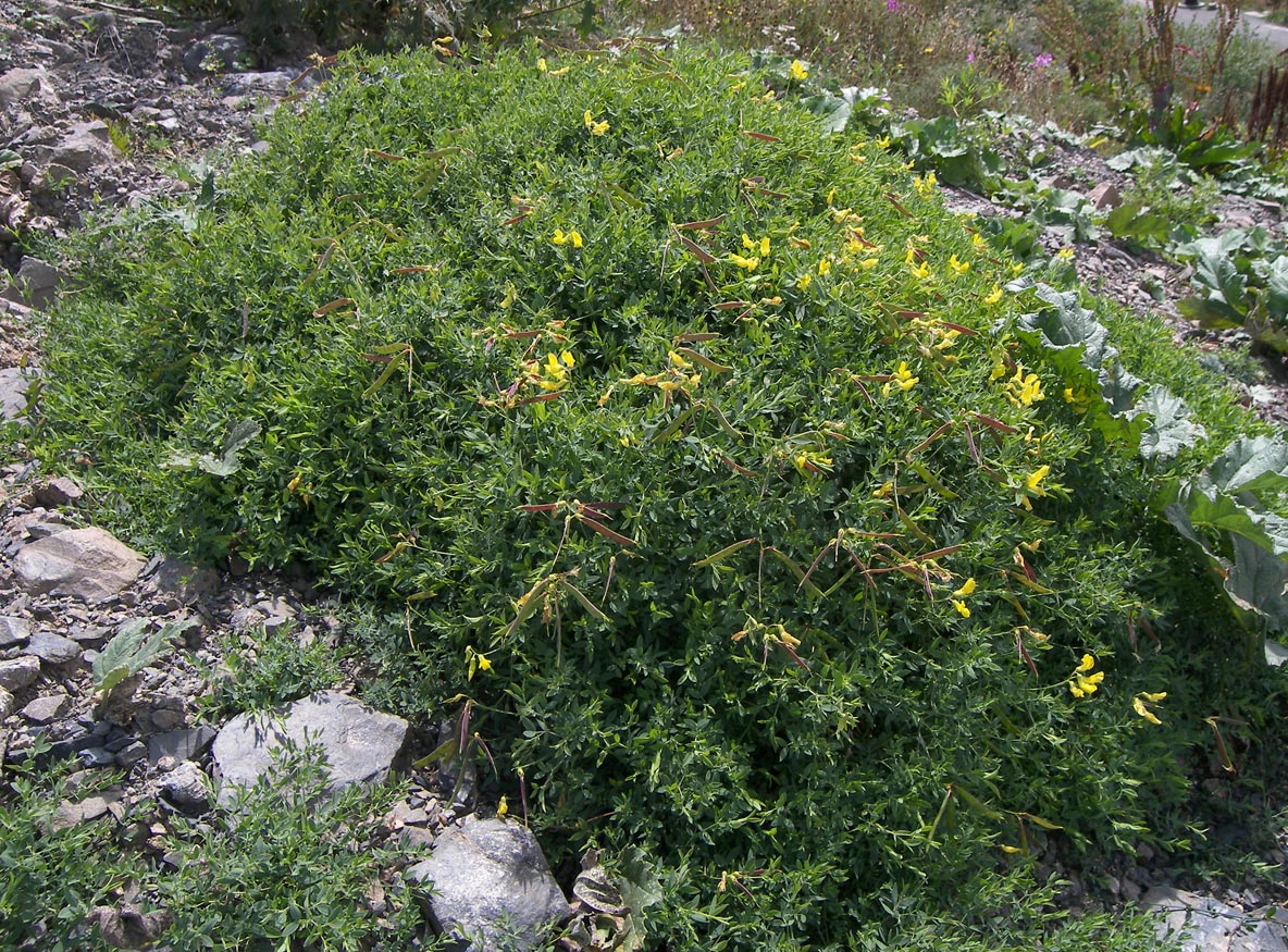 Изображение особи Lathyrus pratensis.