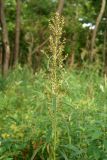 Artemisia selengensis. Верхушка цветущего растения. Приморский край, окр. г. Находка, падь Лебединая, ольшаник (Alnus japonica). 07.09.2013.