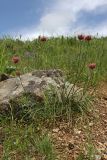 Allium inconspicuum