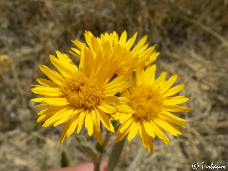 Изображение особи Inula oculus-christi.