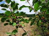 Frangula alnus