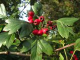 genus Crataegus