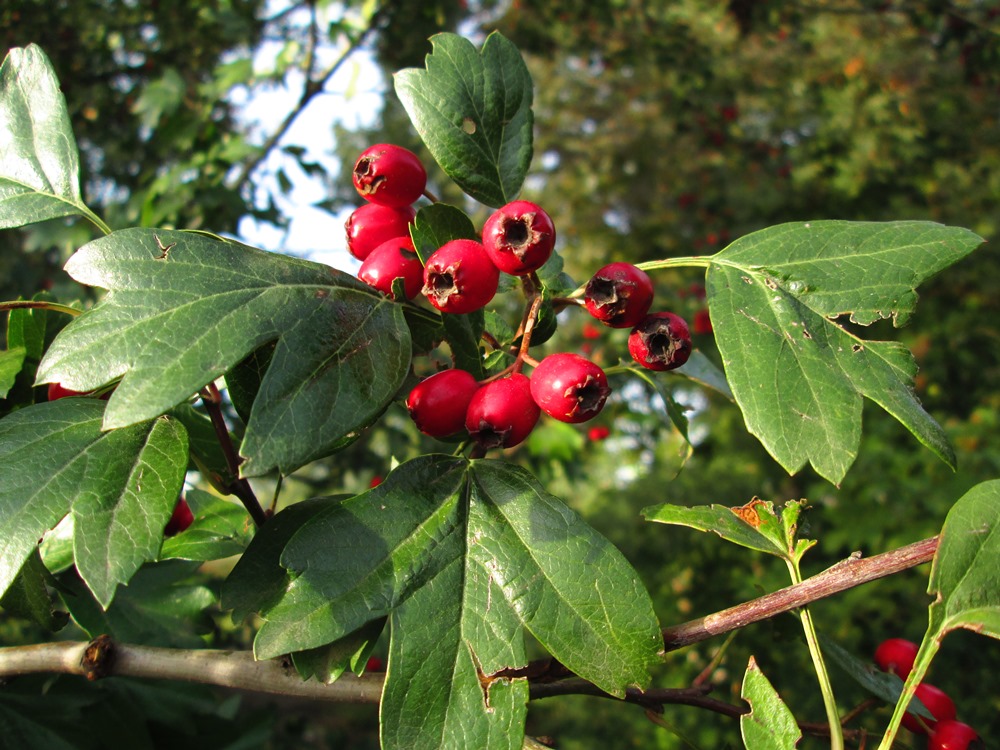 Изображение особи род Crataegus.