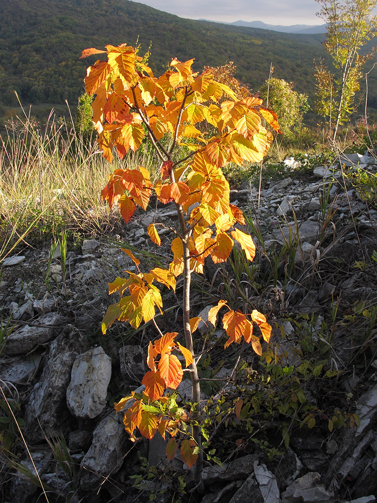 Изображение особи Carpinus betulus.