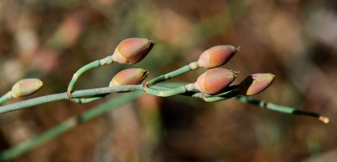 Image of Ephedra aphylla specimen.