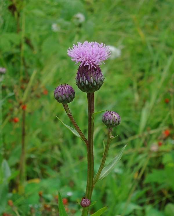 Image of Cirsium setosum specimen.