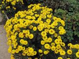 Chrysanthemum indicum. Цветущее растение (махровый культивар). Владивосток, Ботанический сад-институт ДВО РАН. 12 октября 2013 г.