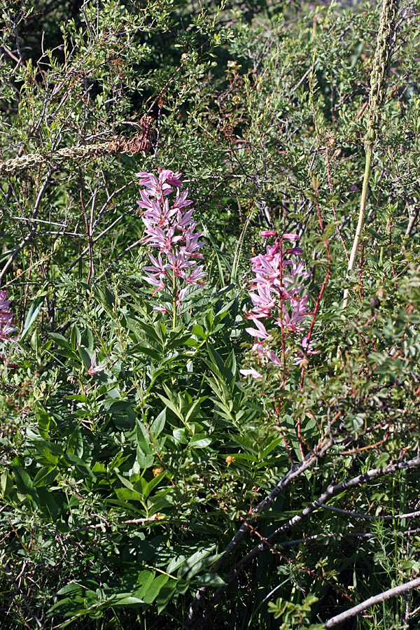 Image of Dictamnus angustifolius specimen.