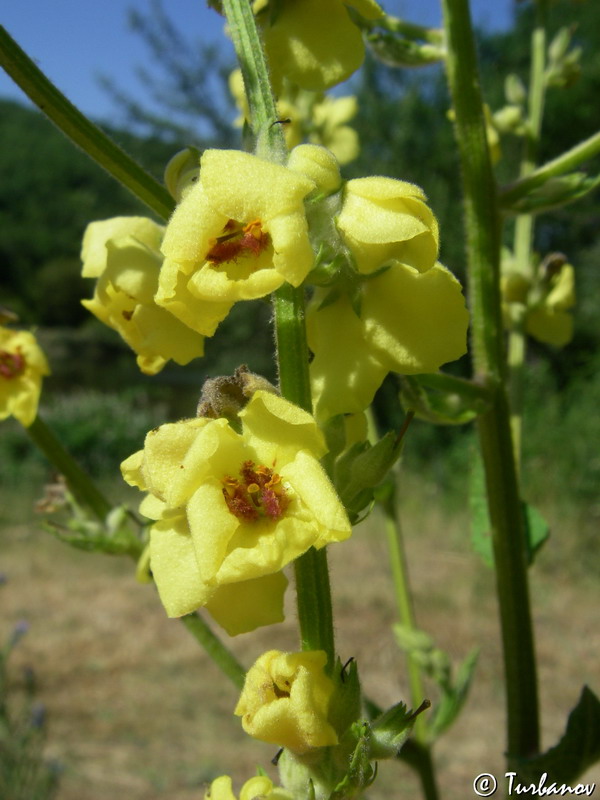 Изображение особи Verbascum sinuatum.