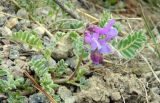 Vicia sosnowskyi