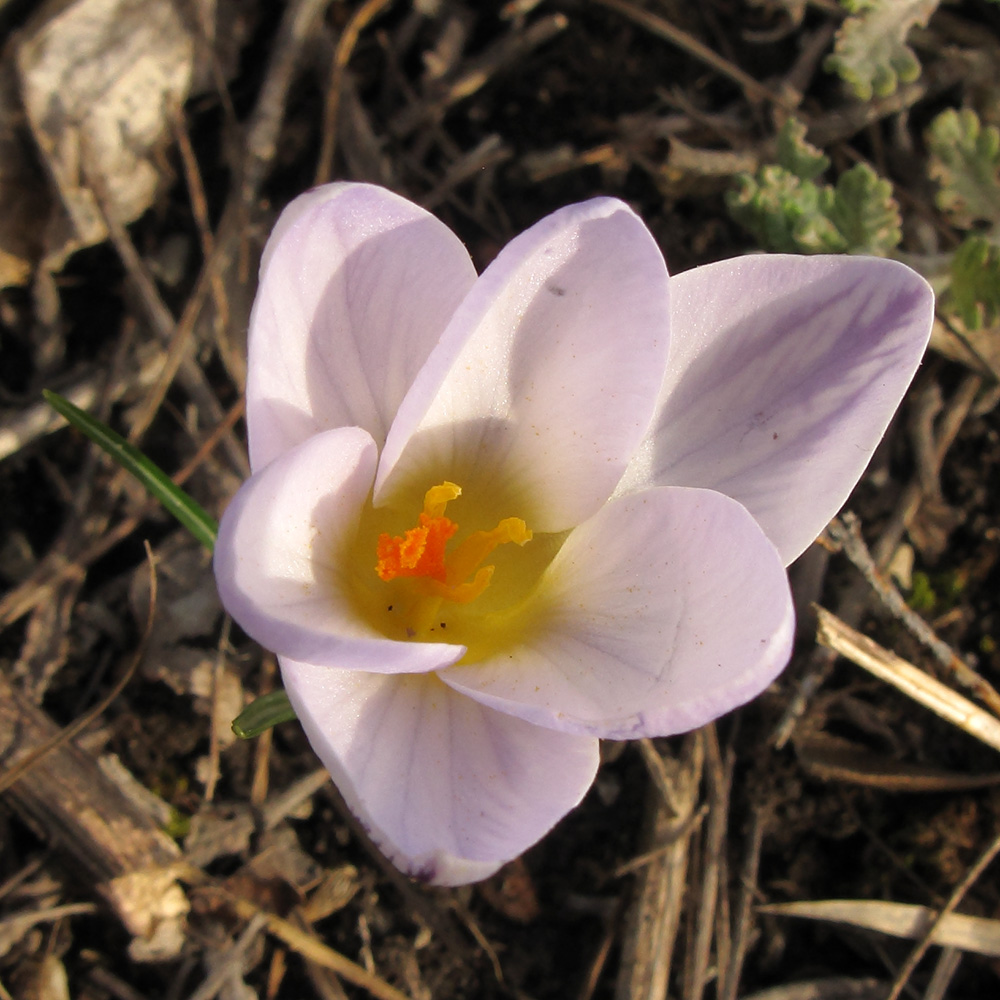 Image of Crocus reticulatus specimen.