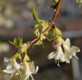 Lonicera × purpusii. Верхушка побега с соцветиями. Германия, г. Дюссельдорф, Ботанический сад университета. 02.03.2014.
