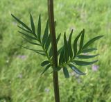 Valeriana rossica. Часть стебля. Белгородская обл., Губкинский р-н, запов. \"Белогорье\", \"Ямская степь\". 10 июня 2009 г.