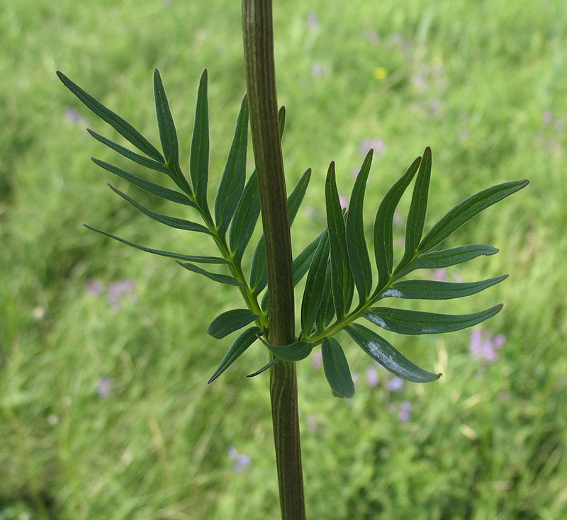 Изображение особи Valeriana rossica.