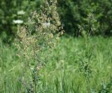 Thalictrum simplex