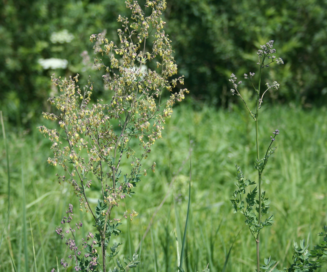 Изображение особи Thalictrum simplex.