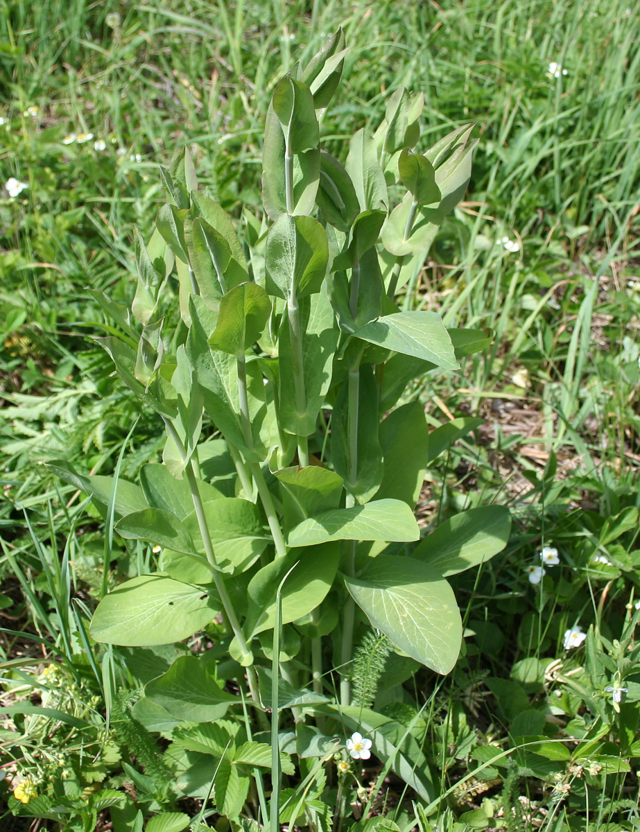 Image of Bupleurum longifolium ssp. aureum specimen.