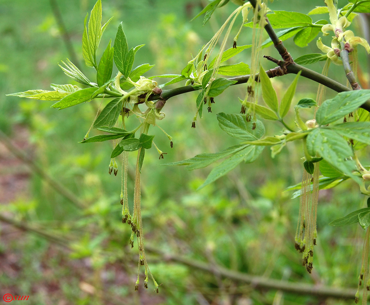 Image of Acer negundo specimen.