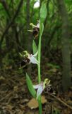 Ophrys oestrifera