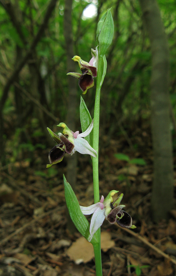 Изображение особи Ophrys oestrifera.