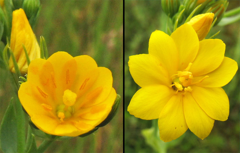 Image of Blackstonia perfoliata specimen.