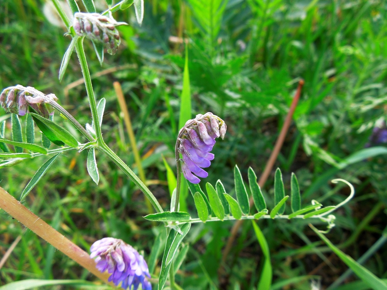 Image of Vicia cracca specimen.