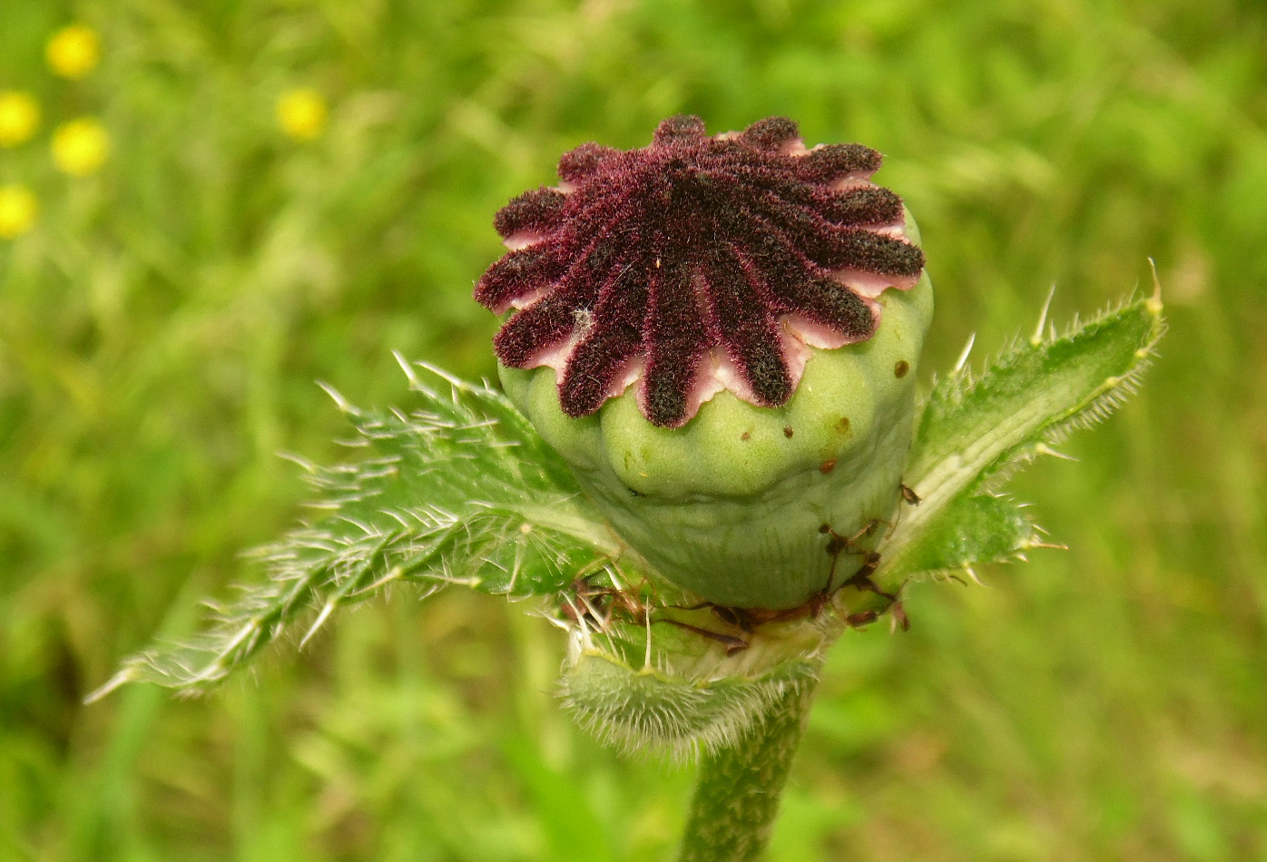 Изображение особи Papaver setiferum.