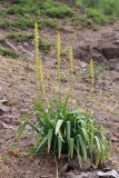 Eremurus turkestanicus. Цветущие растения. Узбекистан, Ташкентская обл., зап. отроги Чаткальского хр., верховье Бельдерсая в окр. метеостанции. 14.06.2014.