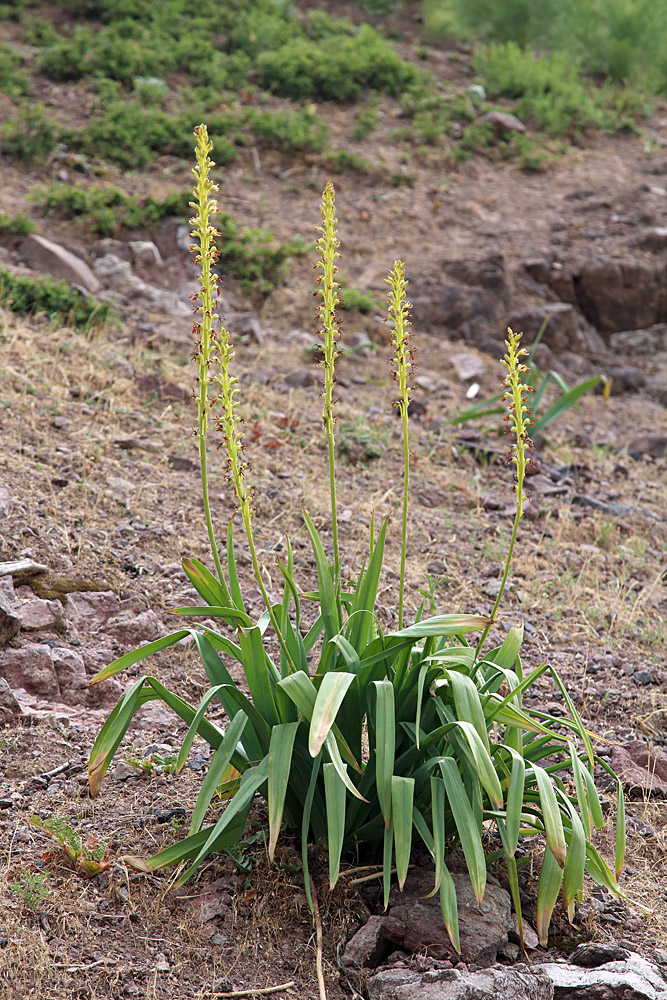 Изображение особи Eremurus turkestanicus.