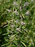 Rosmarinus officinalis. Средняя часть отцветшей ветви. Германия, г. Дюссельдорф, Ботанический сад университета. 02.06.2014.