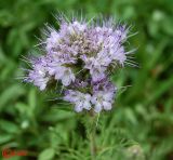 Phacelia tanacetifolia