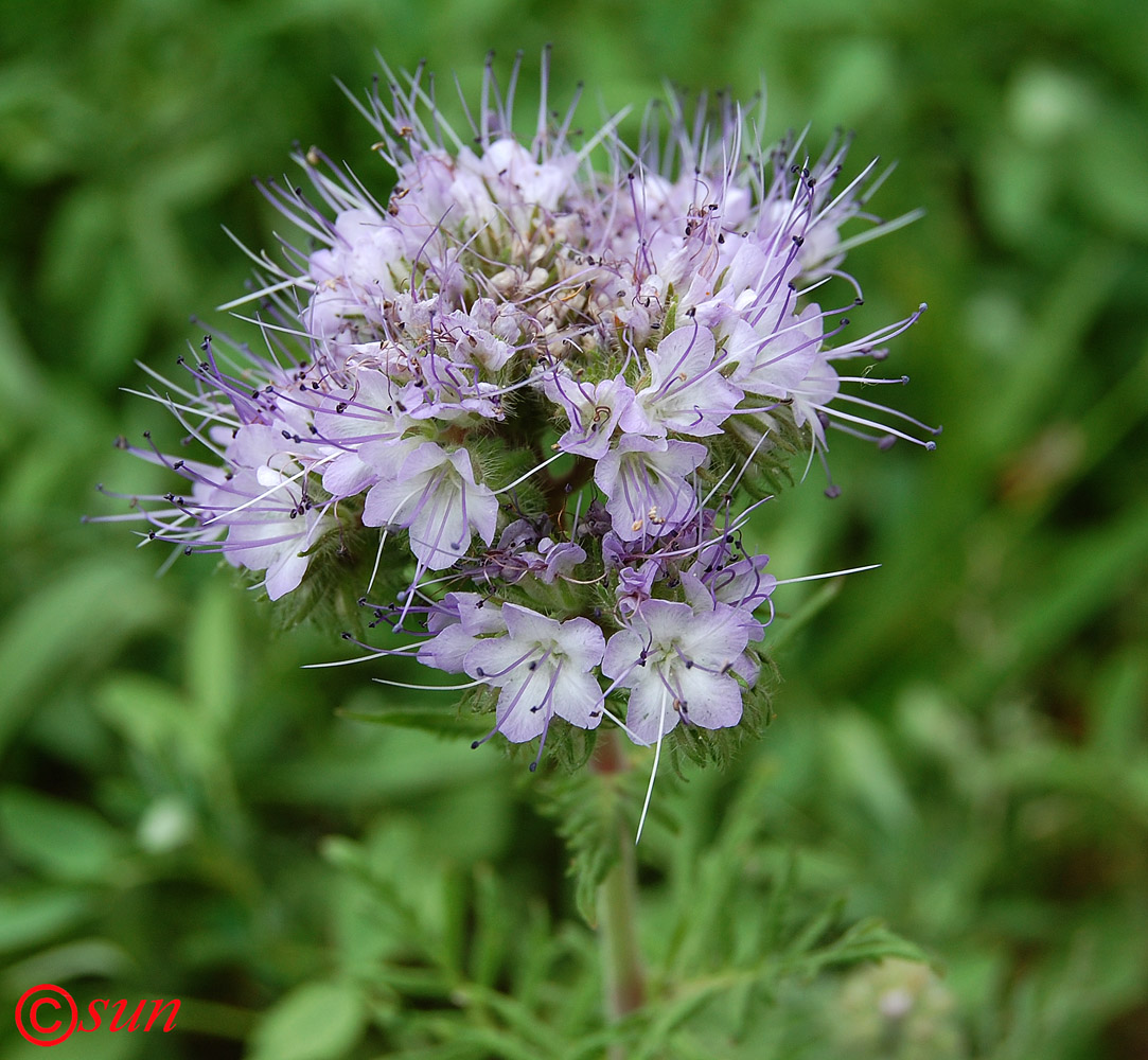 Image of Phacelia tanacetifolia specimen.