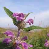 Phlomis taurica