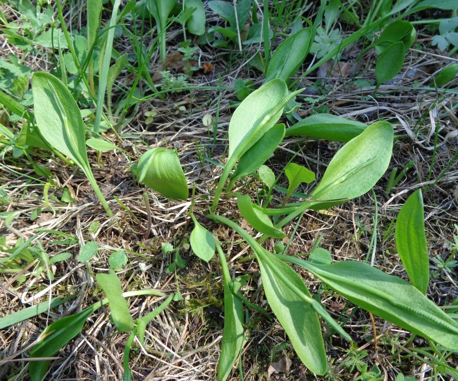 Изображение особи Ophioglossum vulgatum.