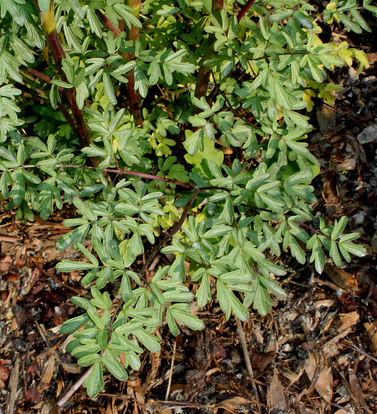 Image of genus Thalictrum specimen.