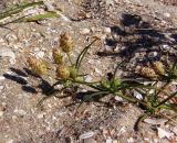 Plantago arenaria