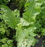 Armoracia rusticana