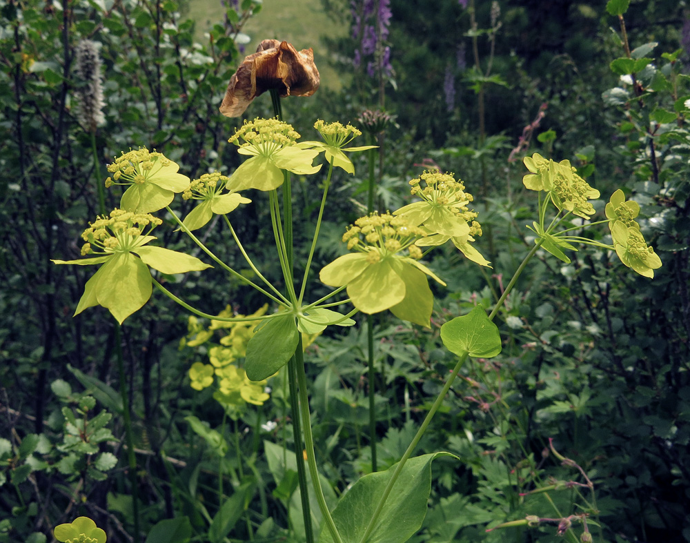 Изображение особи Bupleurum longifolium ssp. aureum.