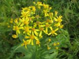 Senecio sarracenicus