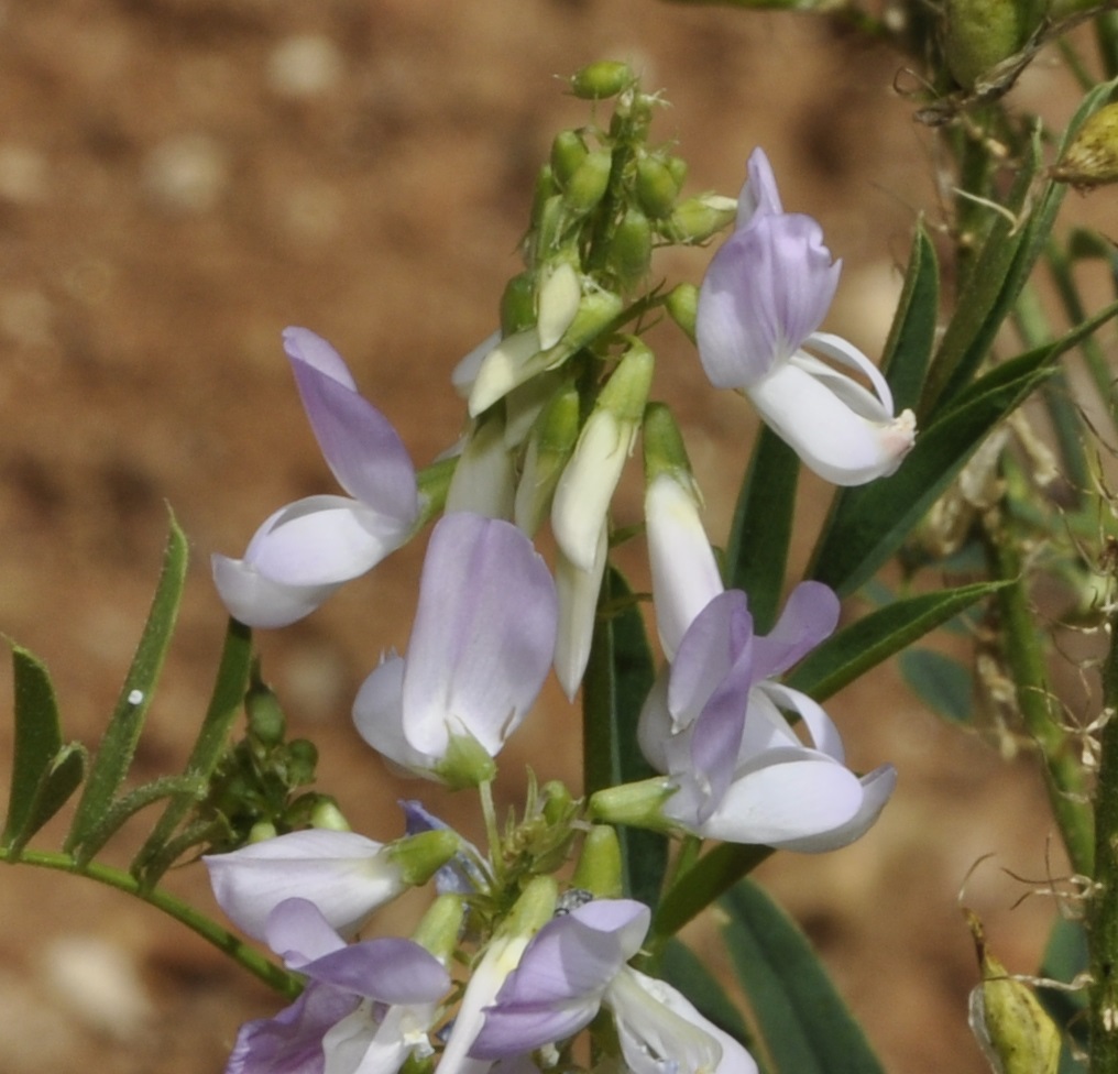 Image of Galega officinalis specimen.