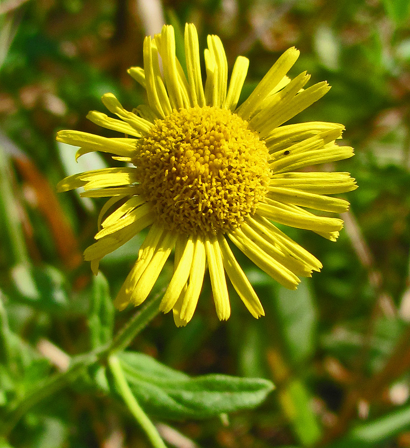 Image of Pulicaria dysenterica specimen.