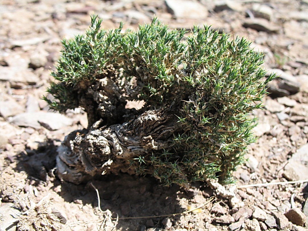 Image of Nanophyton erinaceum ssp. karataviense specimen.