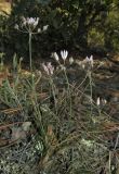 Allium moschatum