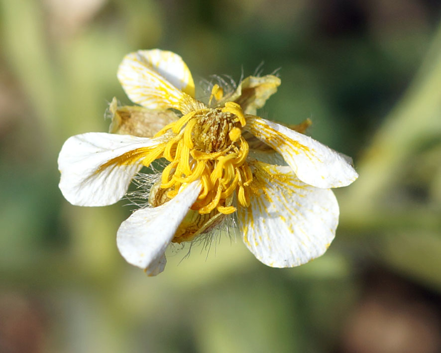 Image of Ranunculus oxyspermus specimen.