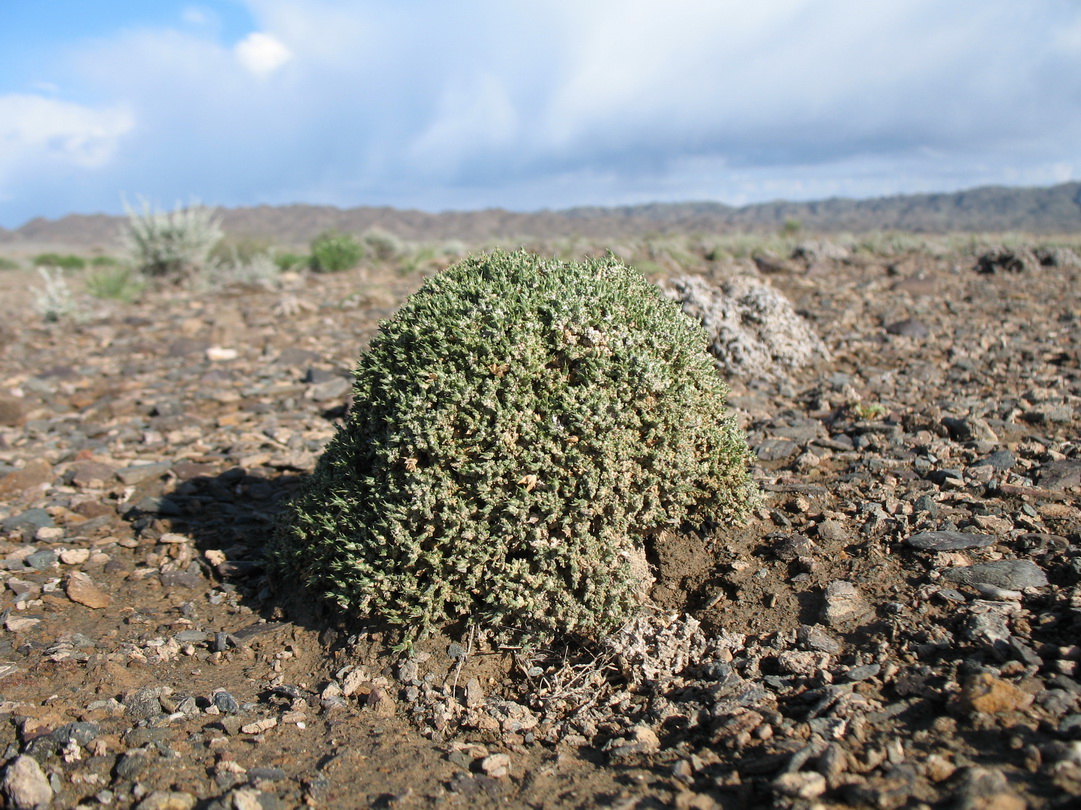 Image of Nanophyton iliense specimen.