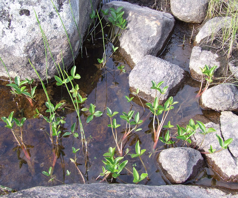 Изображение особи Menyanthes trifoliata.