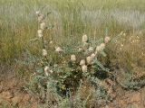 Astragalus vulpinus