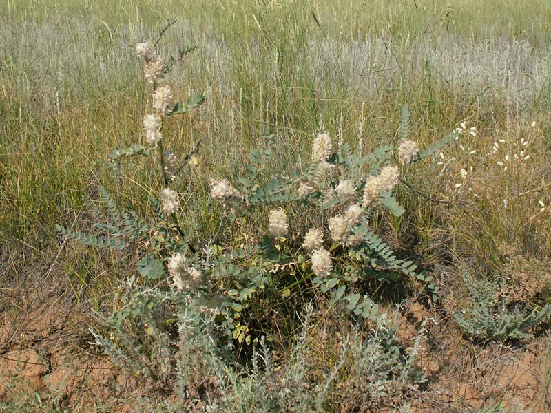 Image of Astragalus vulpinus specimen.