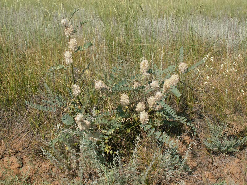 Изображение особи Astragalus vulpinus.